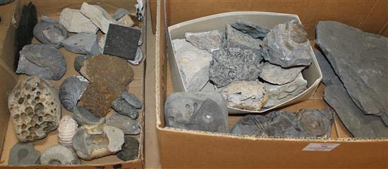 Collection of ammonite, trilobite and belemnite fossil specimens